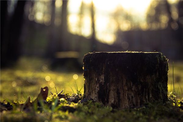 梦见树桩是什么意思 梦见树桩是什么意思