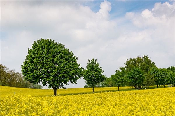 梦见遍地菜花是什么意思