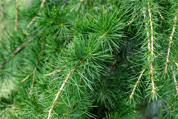 梦见雪松是什么意思 梦见雪松是什么意思