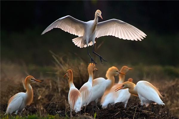 梦见疏散是什么意思 梦见疏散是什么意思