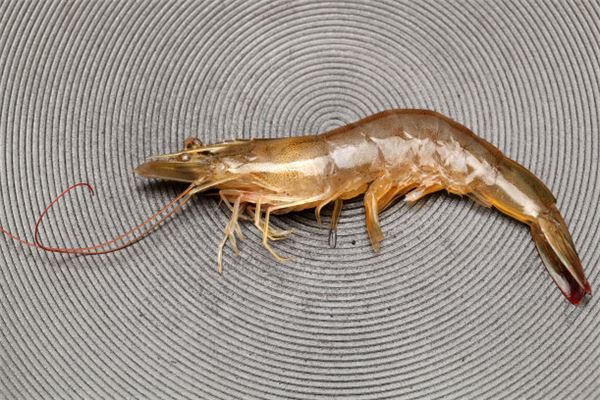 做梦抓虾是什么意思 做梦抓虾是什么意思