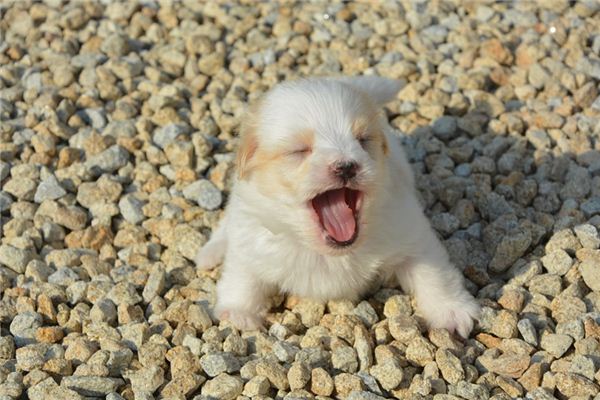 梦见自己打狗 梦见自己打狗