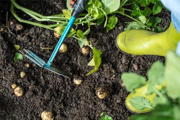 梦见刨地是什么意思 梦见刨地是什么意思