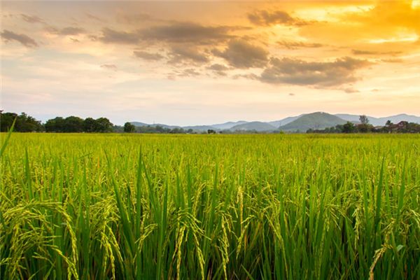 梦见拾穗是什么意思 梦见拾穗是什么意思