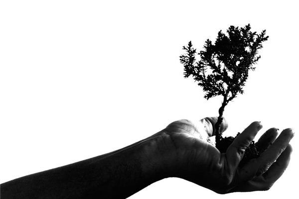 梦见栽树 梦见栽树