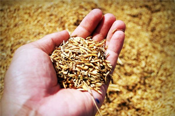 梦见播种是什么意思 梦见播种是什么意思