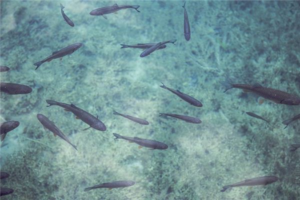 梦见摸鱼是什么意思 梦见摸鱼是什么意思