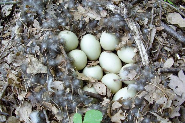 梦见捡鸭蛋是什么意思 梦见捡鸭蛋是什么意思