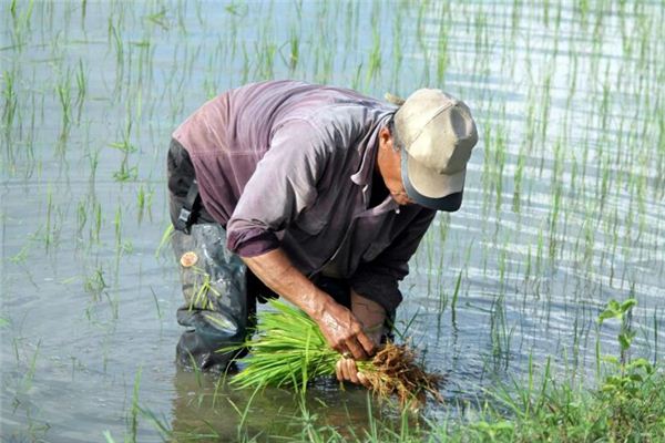 梦见种地耕田是什么意思 梦见种地耕田是什么意思