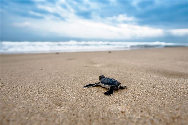 梦见爬行是什么意思 梦见爬行是什么意思