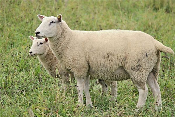 梦见羊皮是什么意思 梦见羊皮是什么意思