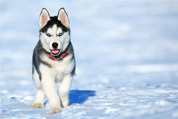 梦见被狗咬手 梦见被狗咬手