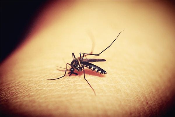 梦见被蚊子咬是什么意思 梦见被蚊子咬是什么意思