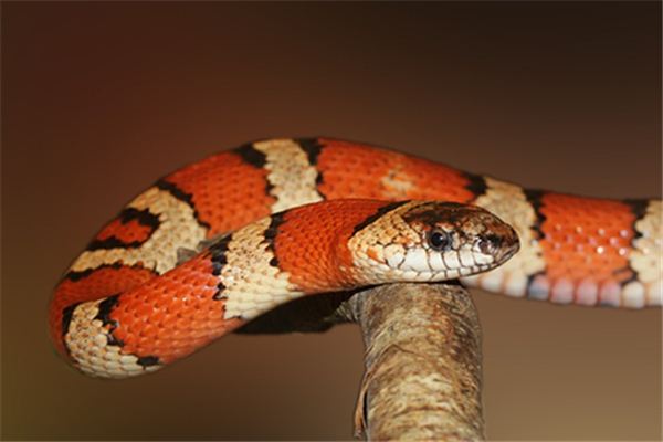 梦见打蛇不死是什么意思 梦见打蛇不死是什么意思