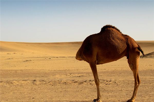 梦见斩首是什么意思 梦见斩首是什么意思