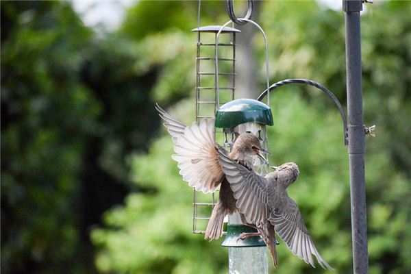 梦见欧打是什么意思 梦见欧打是什么意思