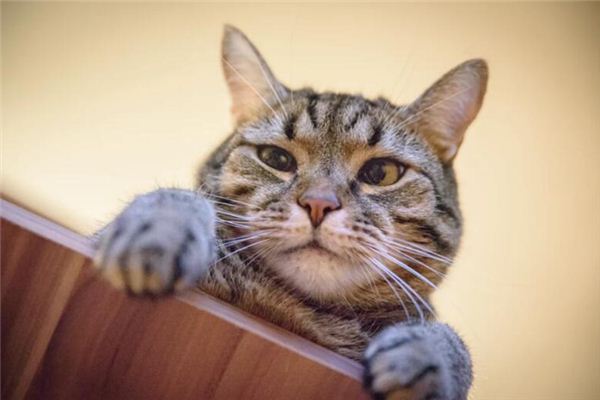 梦见慌张是什么意思 梦见慌张是什么意思