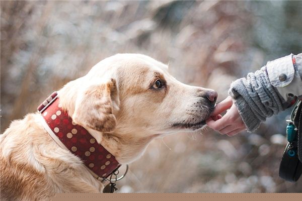 梦见信赖是什么意思