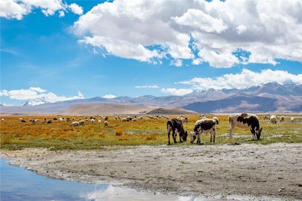 梦见放牛是什么意思 梦见放牛是什么意思