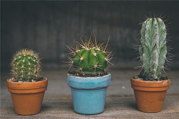 梦见扎刺是什么意思 梦见扎刺是什么意思