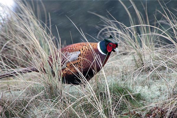 梦见鹧鸪是什么意思 梦见鹧鸪是什么意思