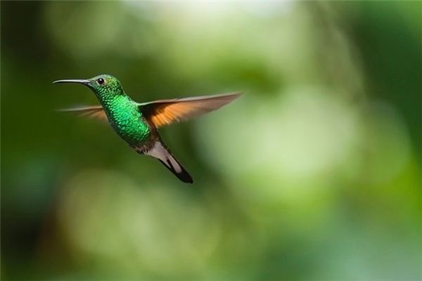 梦见无毛的鸟是什么意思 梦见无毛的鸟是什么意思