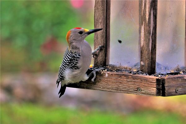 梦见啄木鸟是什么意思 梦见啄木鸟是什么意思
