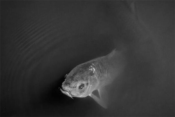 梦见青鱼是什么意思 梦见青鱼是什么意思