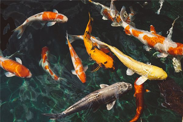 梦见鱼是什么意思 梦见鱼是什么意思