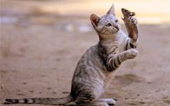 梦见猫捉老鼠是什么预兆 梦见猫捉老鼠是什么预兆