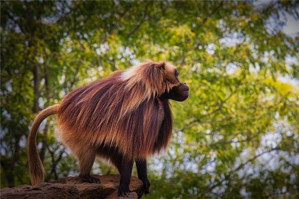 梦见狒狒是什么意思 梦见狒狒是什么意思
