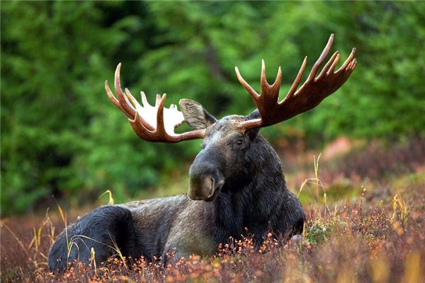 梦见鹿角是什么意思 梦见鹿角是什么意思