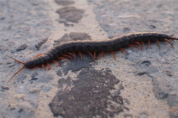 梦见小蜈蚣是什么意思 梦见小蜈蚣是什么意思